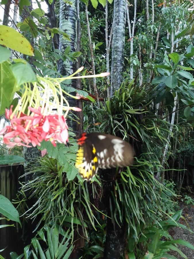 Travellers Paradise Cairns Ngoại thất bức ảnh Butterfly in the Butterfly House