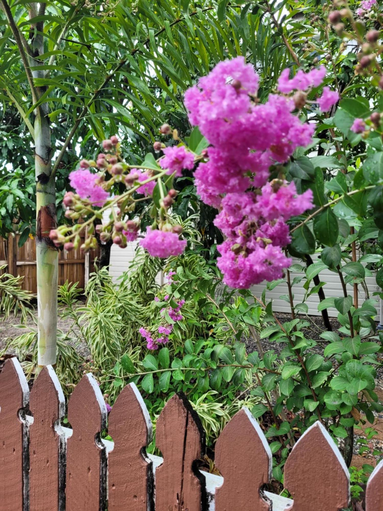 Travellers Paradise Cairns Ngoại thất bức ảnh Lagerstroemia speciosa