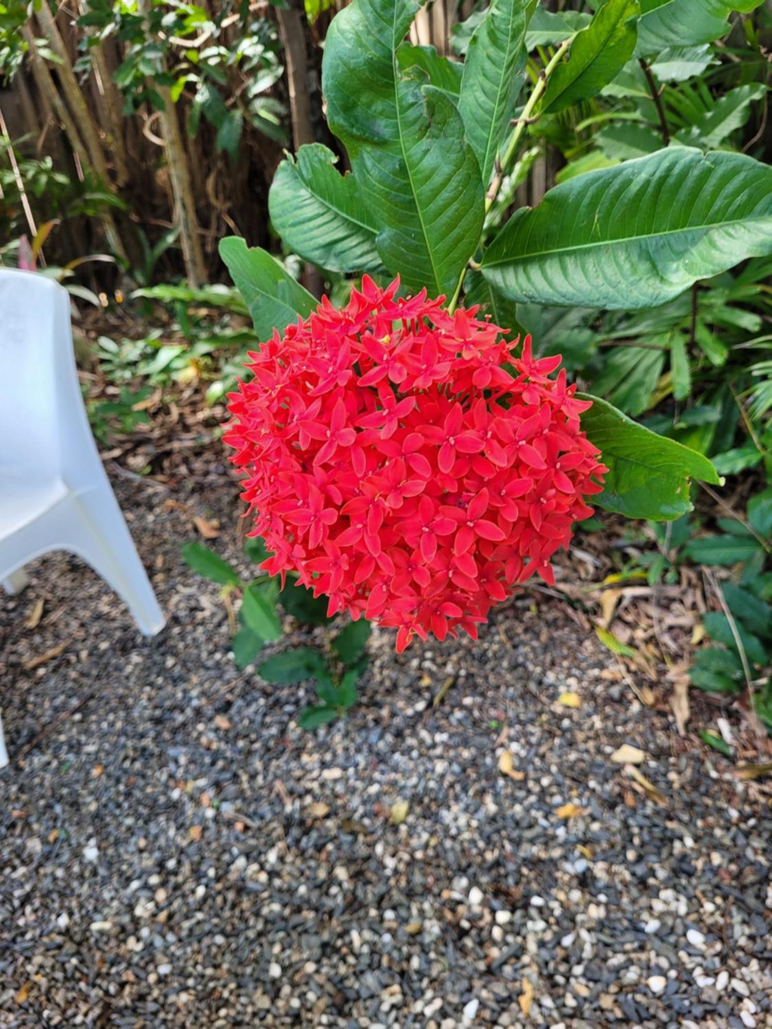 Travellers Paradise Cairns Ngoại thất bức ảnh Flower of a red variety
